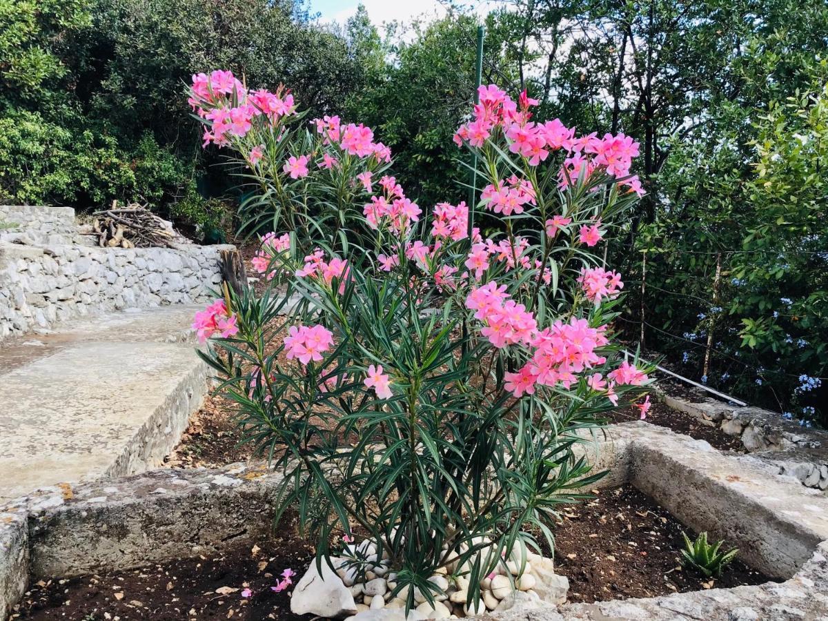 קורצולה Lux Apartments מראה חיצוני תמונה